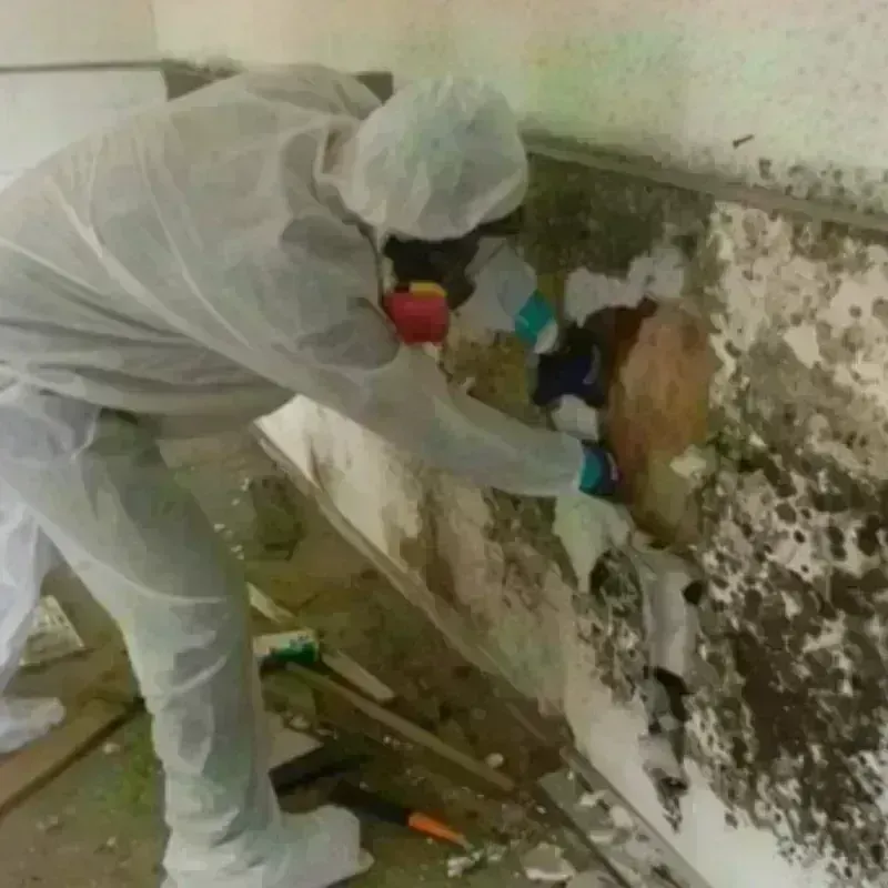 Mold Remediation and Removal in Westbury, NY